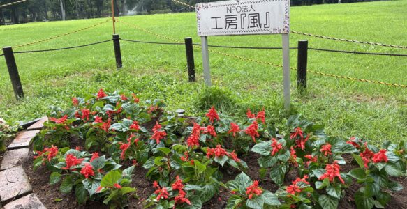 サルビアを植えました。