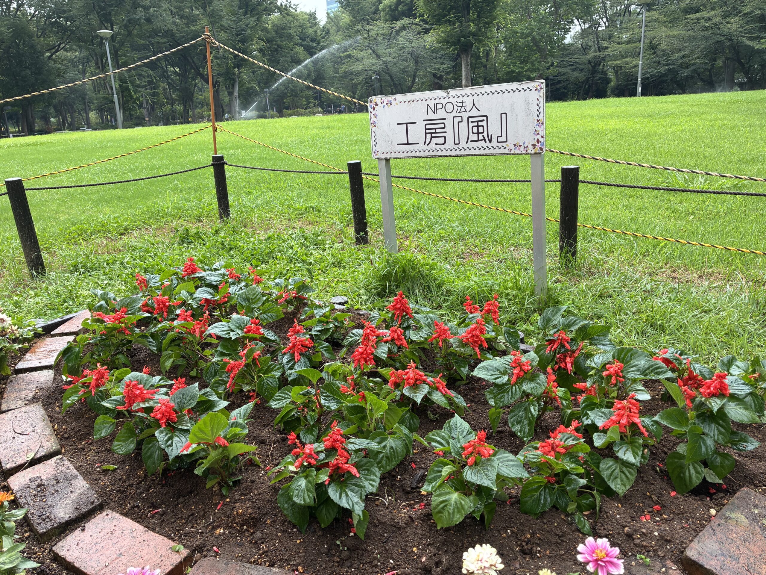 サルビアを植えました。