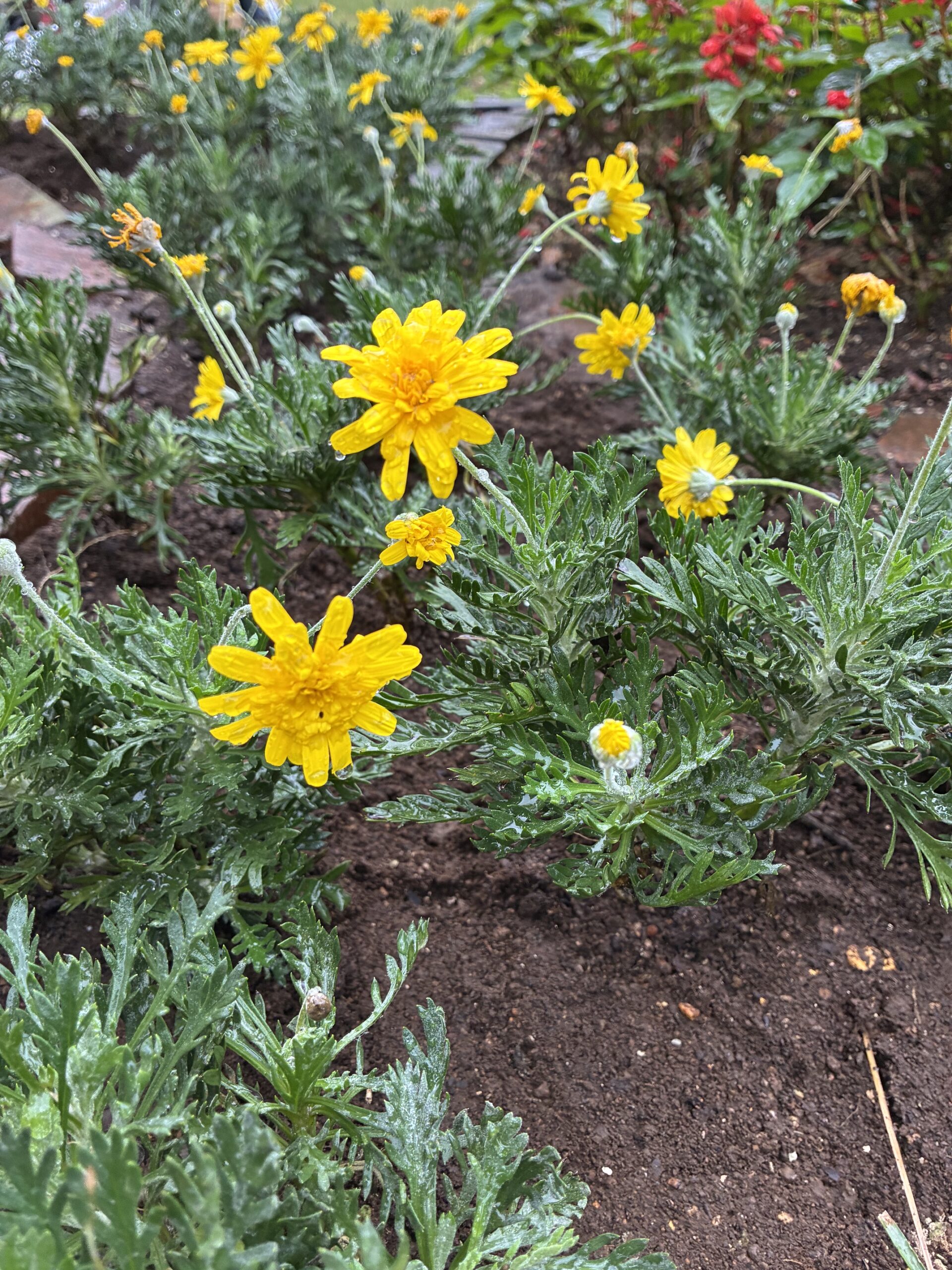 デージーとサザンクロスを植えました。